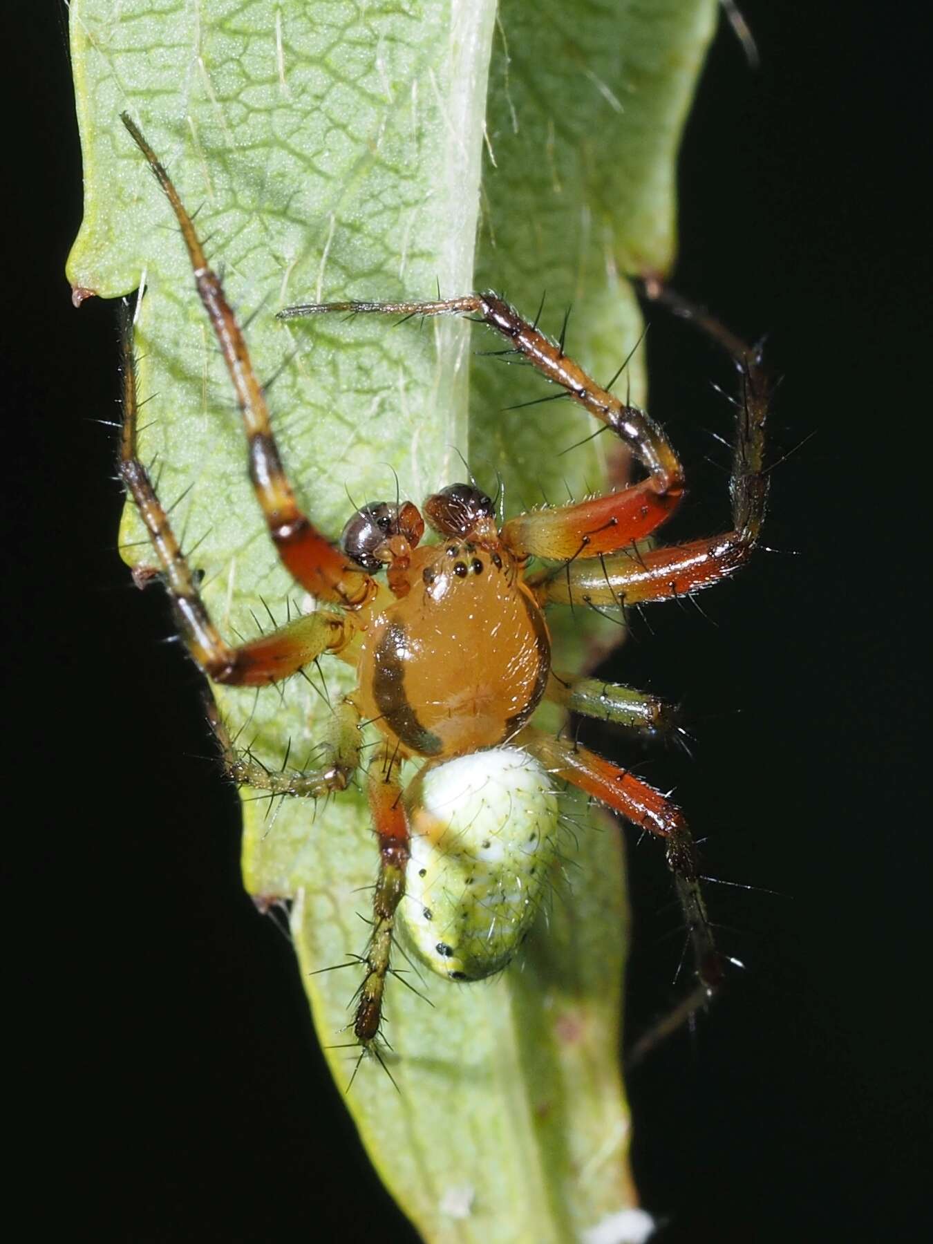 Image of Araniella opisthographa (Kulczyński 1905)