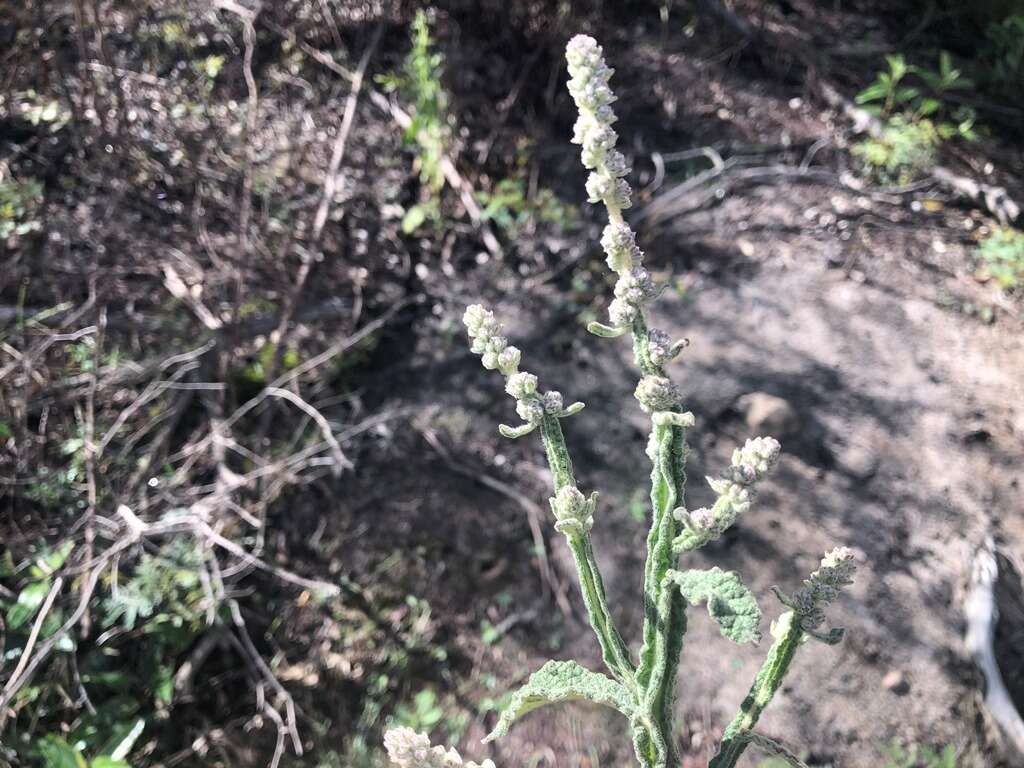 Plancia ëd Pterocaulon redolens