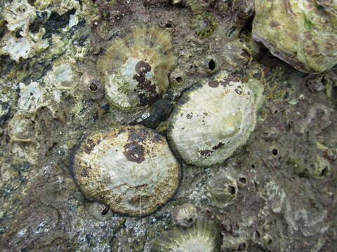 Image of Common limpet