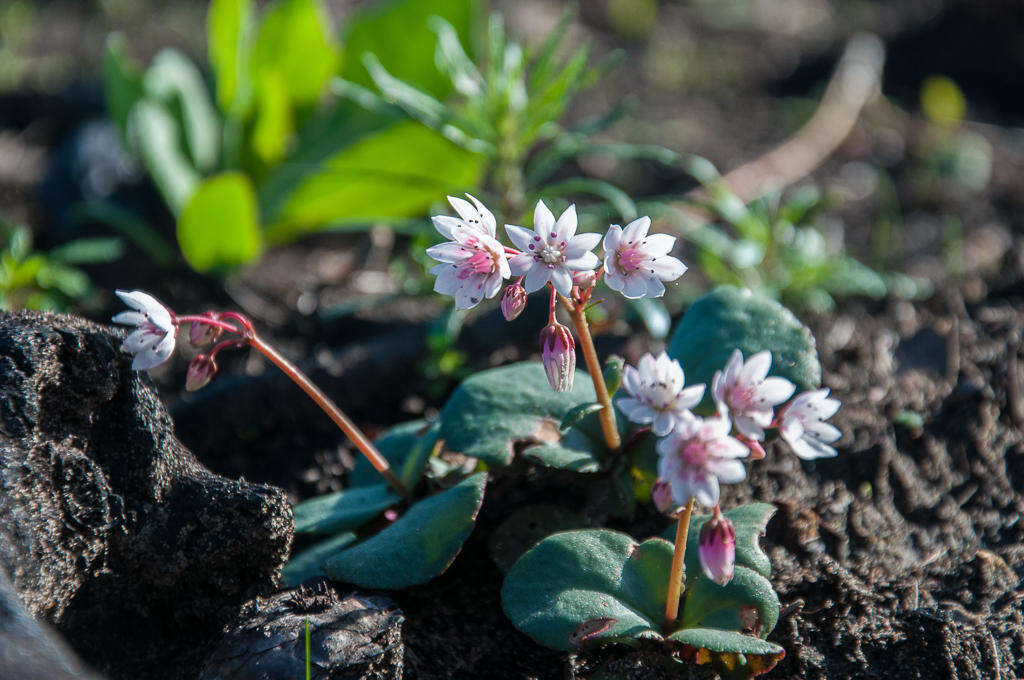 Image of <i>Crassula <i>capensis</i></i> var. capensis