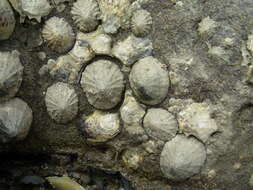 Image of Common limpet