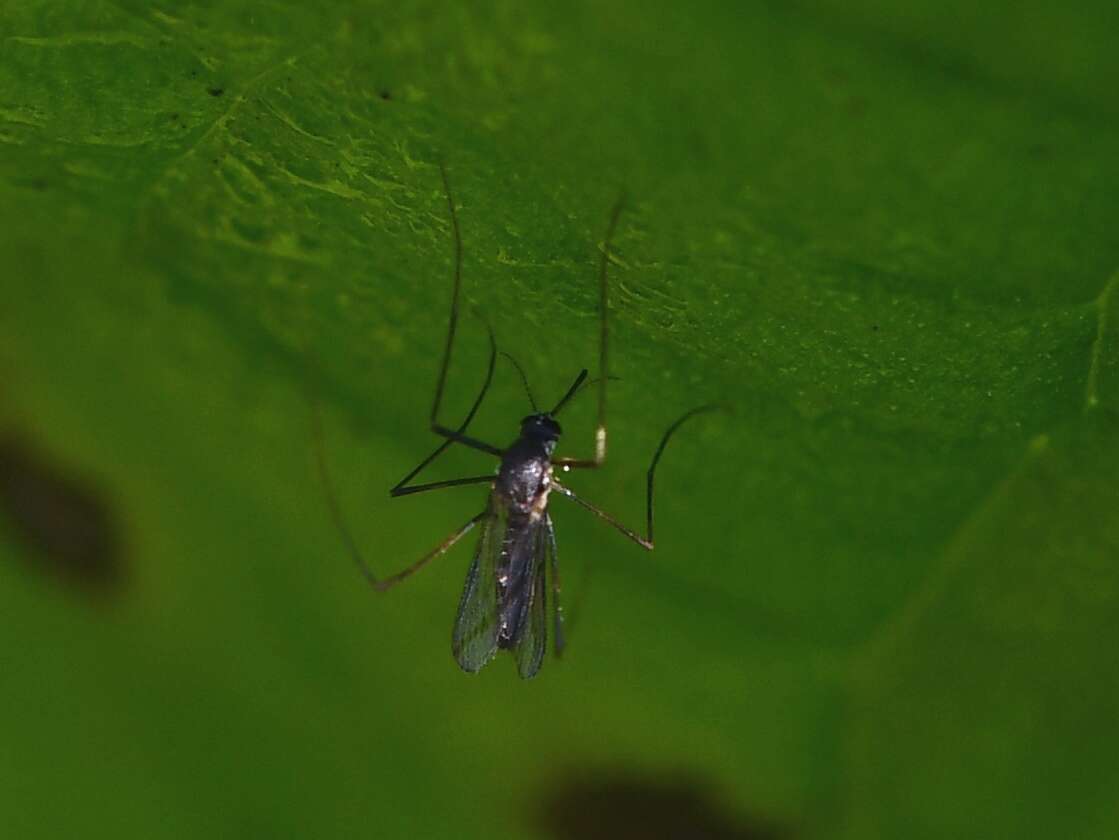 Image de Wyeomyia smithii (Coquillett 1901)