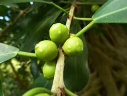 Imagem de Ficus craterostoma Warb. ex Mildbr. & Burr.