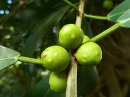 Imagem de Ficus craterostoma Warb. ex Mildbr. & Burr.