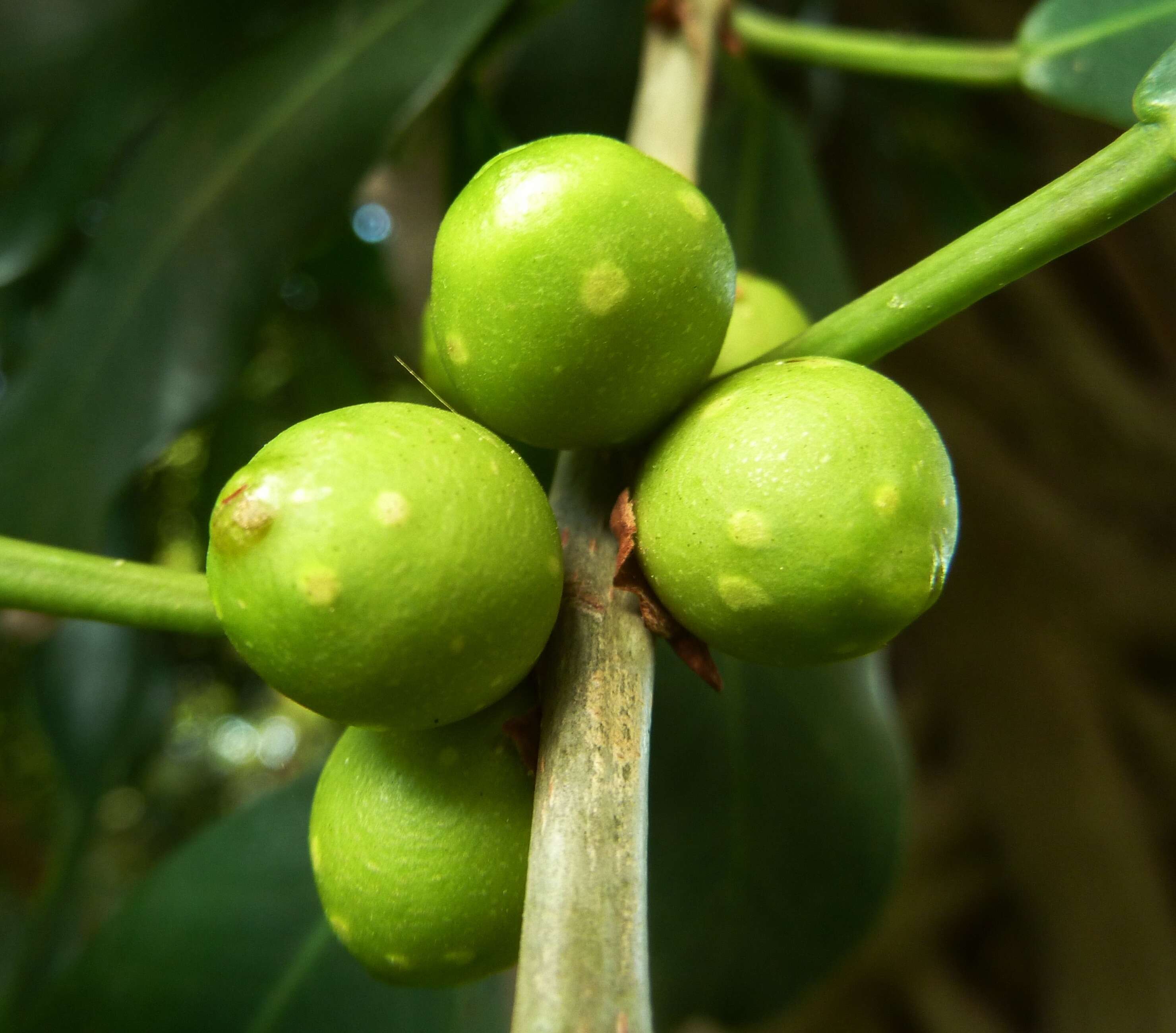 Imagem de Ficus craterostoma Warb. ex Mildbr. & Burr.