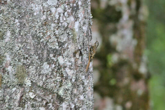 Image of Brown-throated Treecreeper