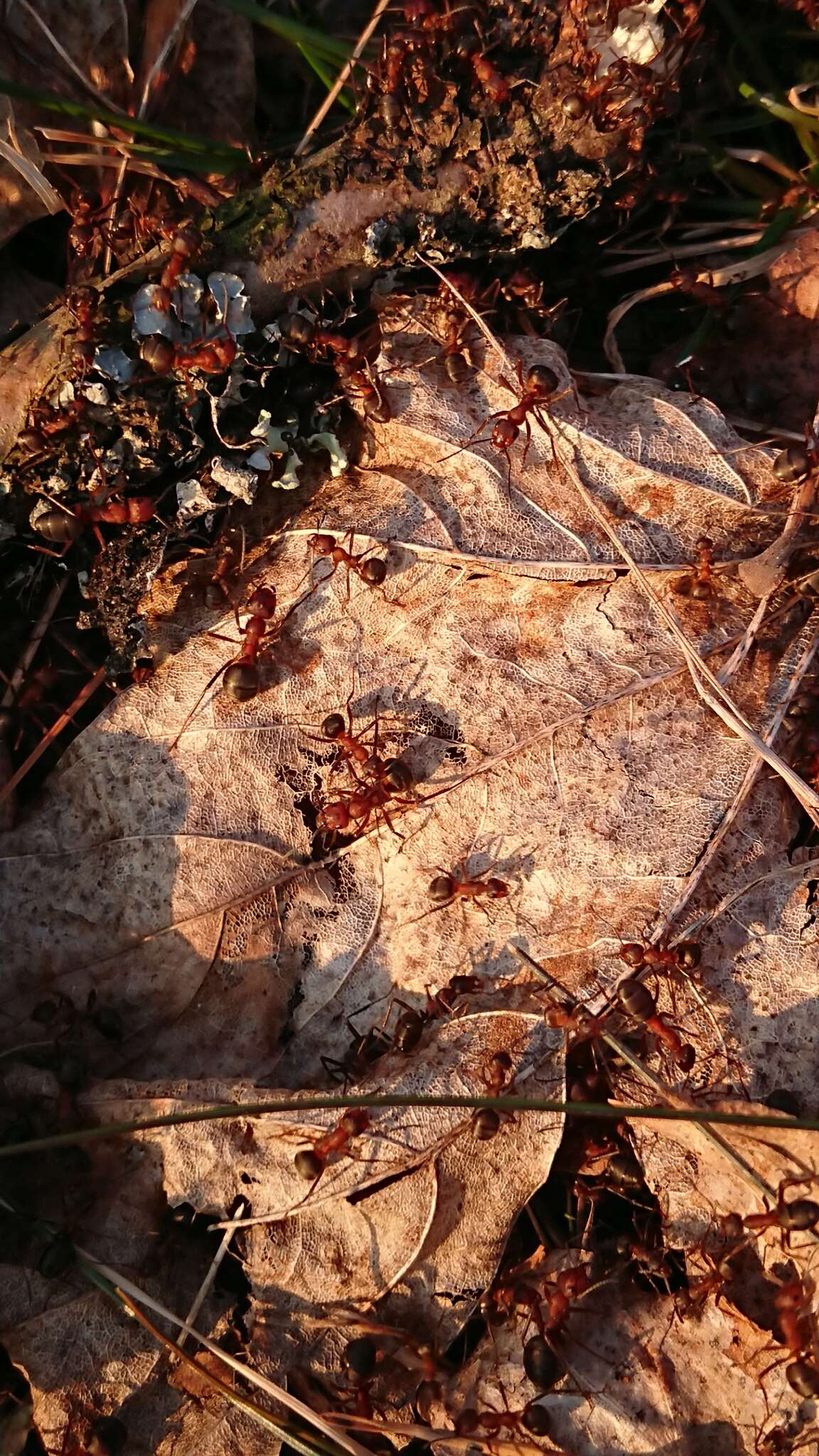 Слика од Formica truncorum Fabricius 1804