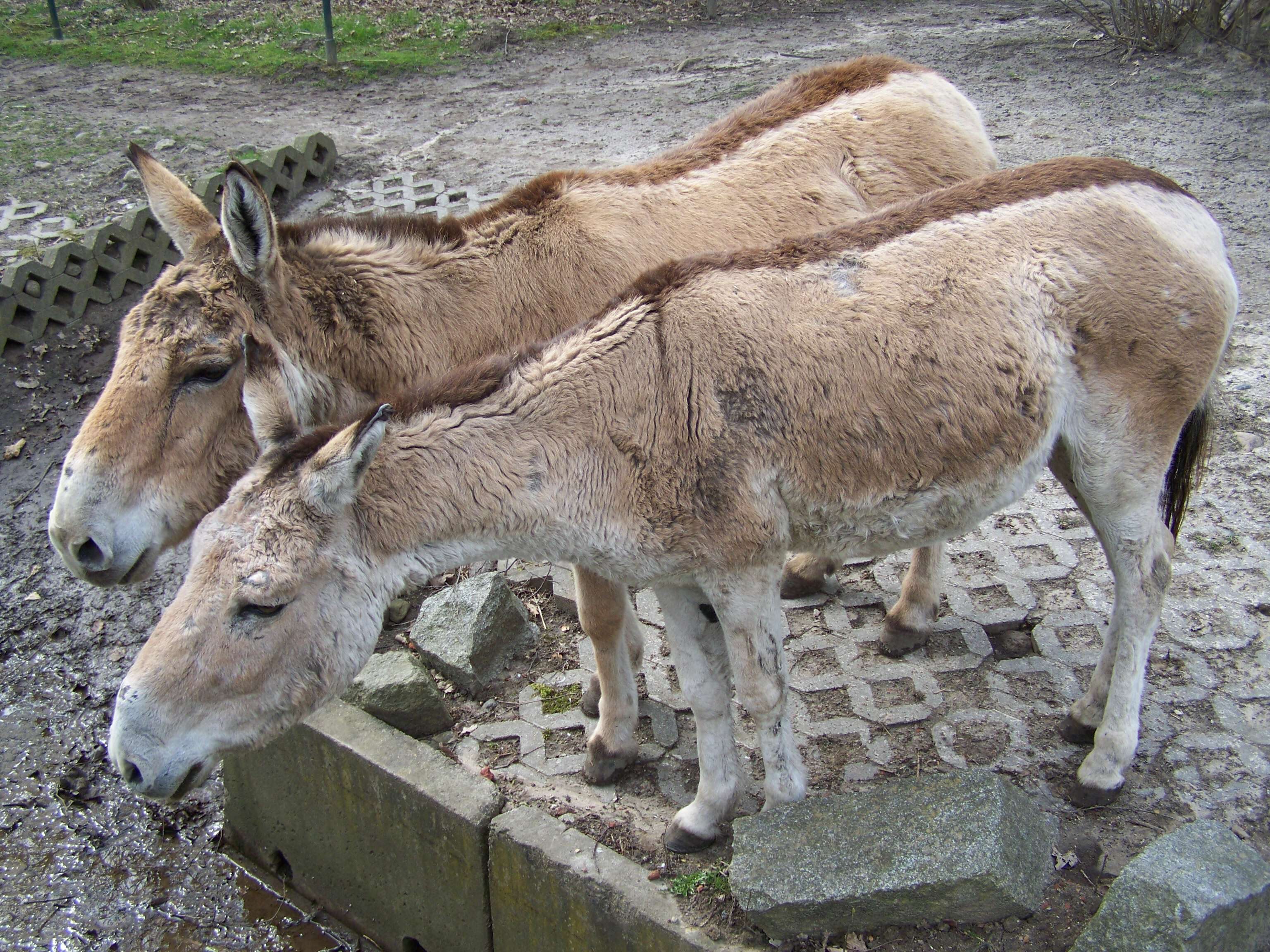 Image of Asian Wild Ass