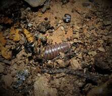 Image of Armadillidium atticum Strouhal 1929