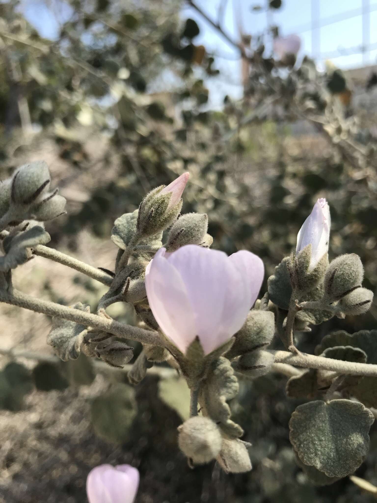 Image of slender bushmallow