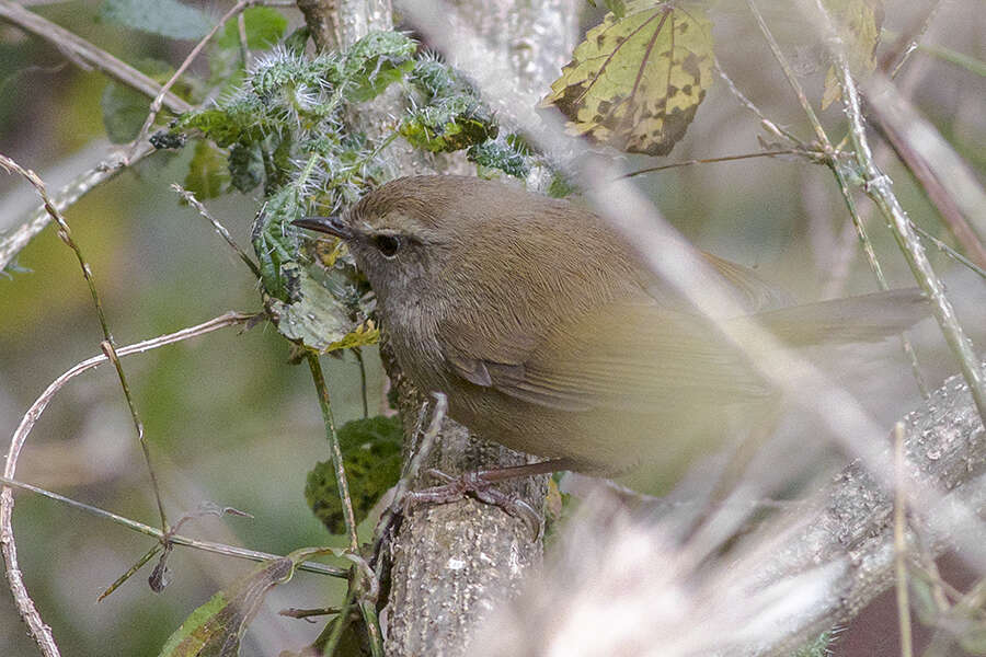 Image of Brown-flanked Bush Warbler