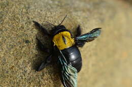 Image of Xylocopa flavonigrescens Smith 1854