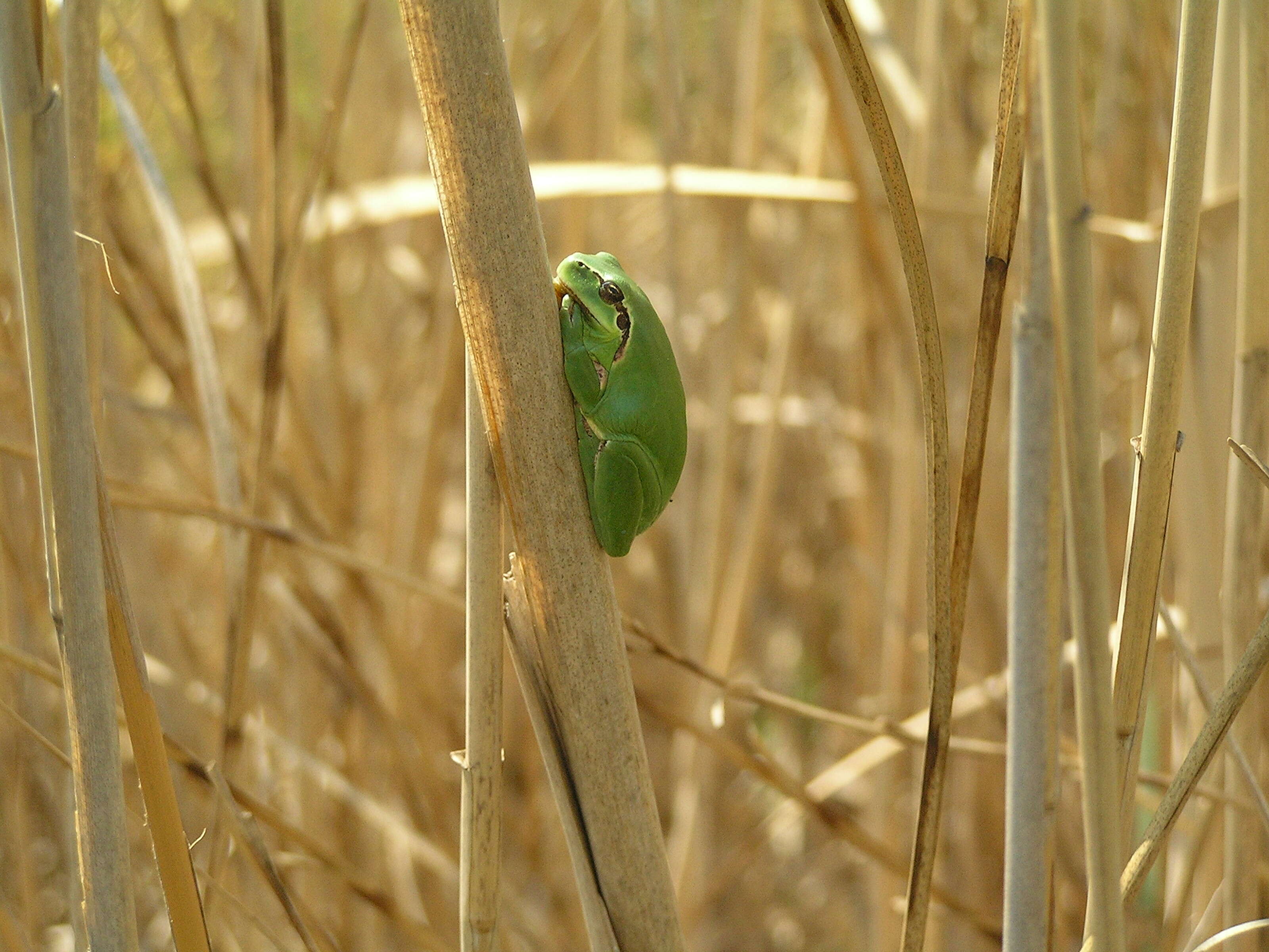 Image of Mediterranean Tree Frog