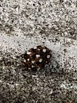 Image of Furniture Carpet Beetle