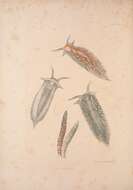 Image de Aeolidiella glauca (Alder & Hancock 1845)