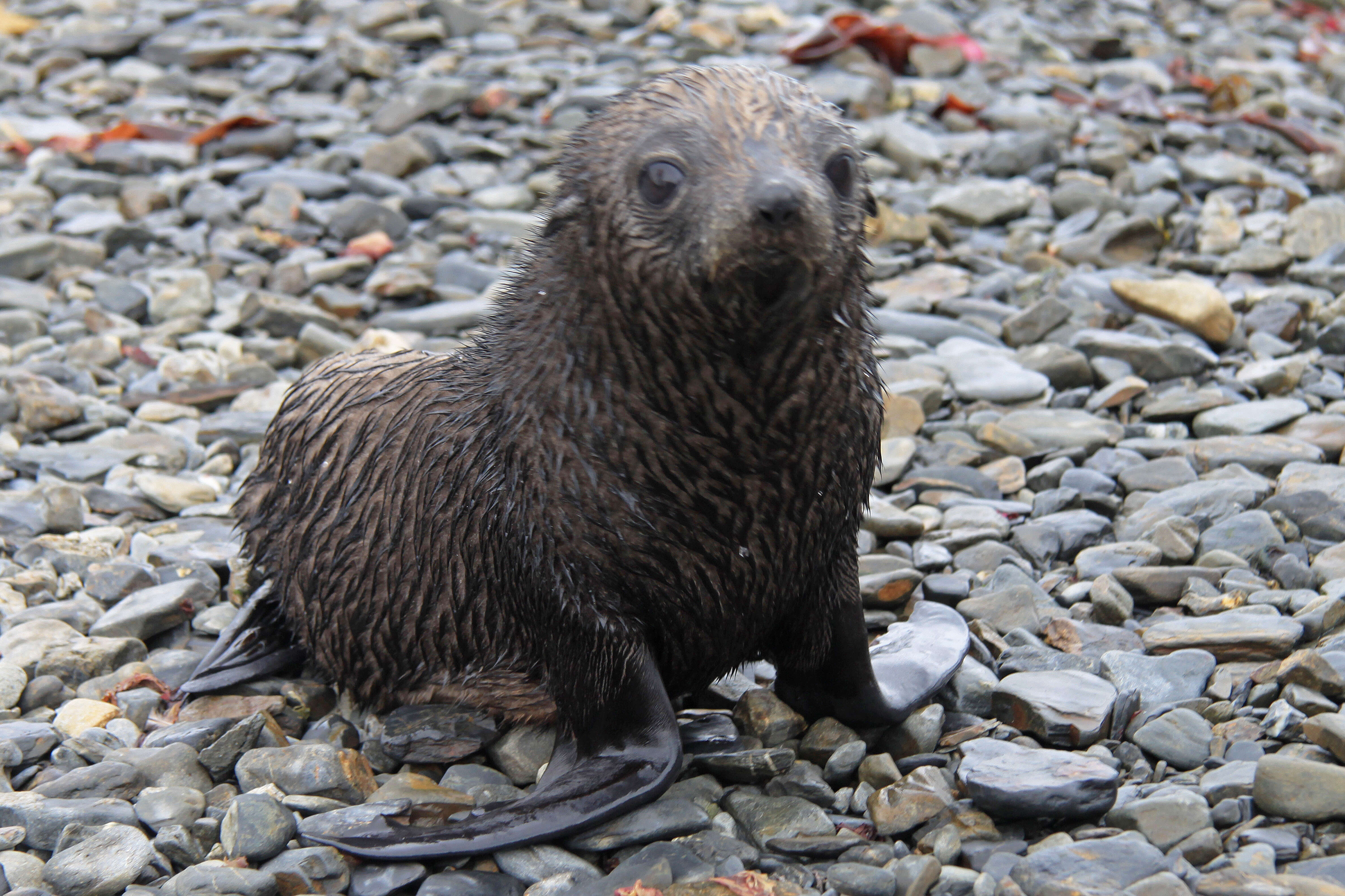 Image of Antarctic Fur Seal