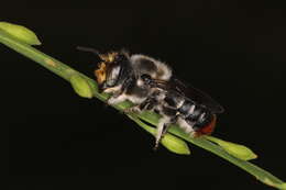 Image of Megachile ignita Smith 1853