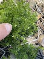 Image of serpentine bedstraw