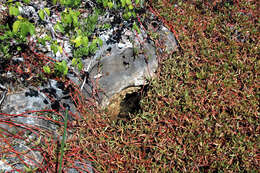 Image of shoreline seapurslane