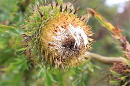 Imagem de Cirsium subcoriaceum (Less.) Sch. Bip. ex Seem.