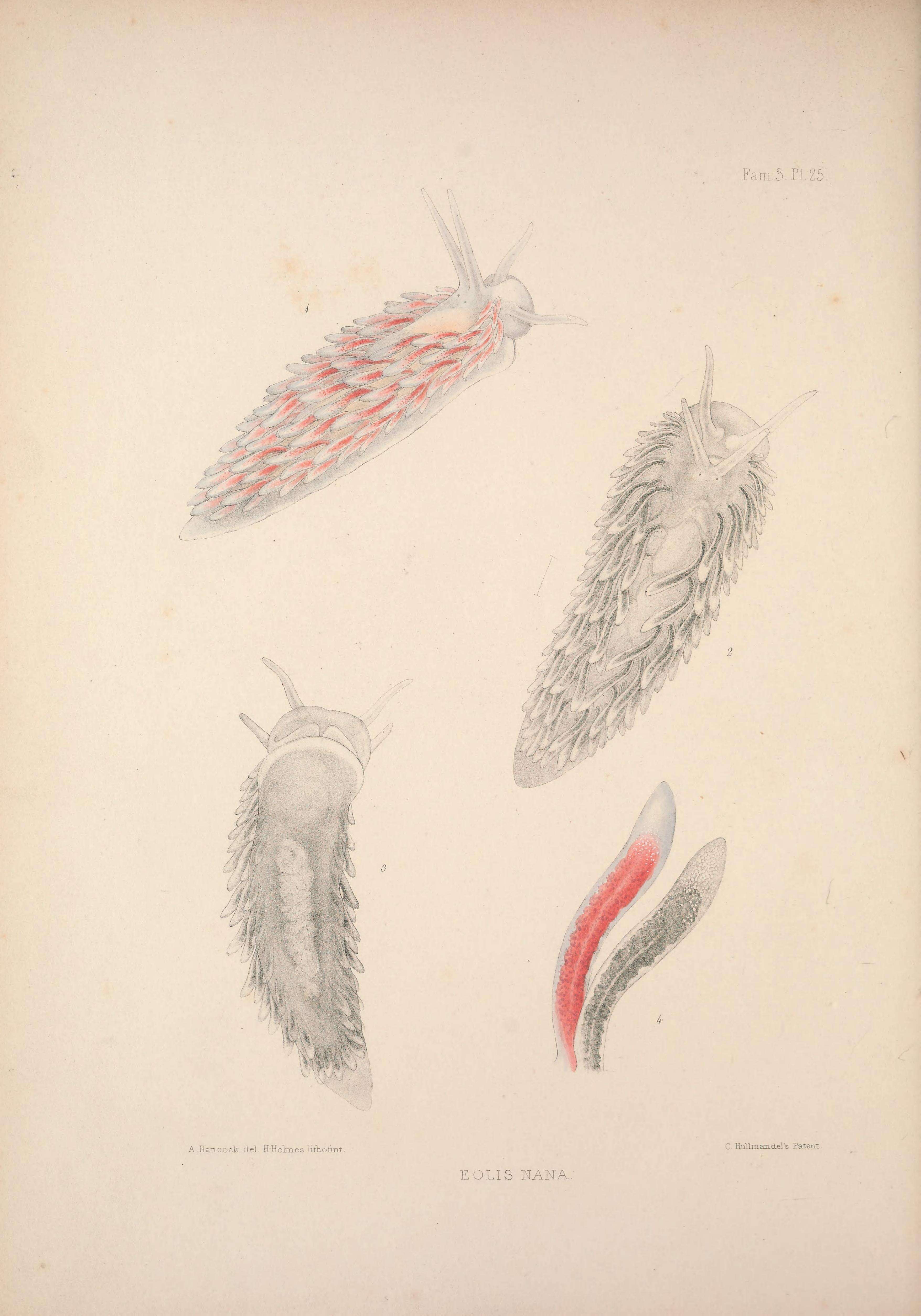 Image de Cuthona nana (Alder & Hancock 1842)
