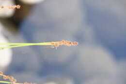 Image of Lapland Sedge