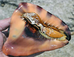 Image of Caribbean helmet