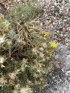 Image of stiffleaf false goldenaster