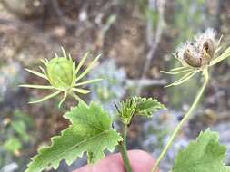 Sivun Hibiscus ribifolius A. Gray kuva