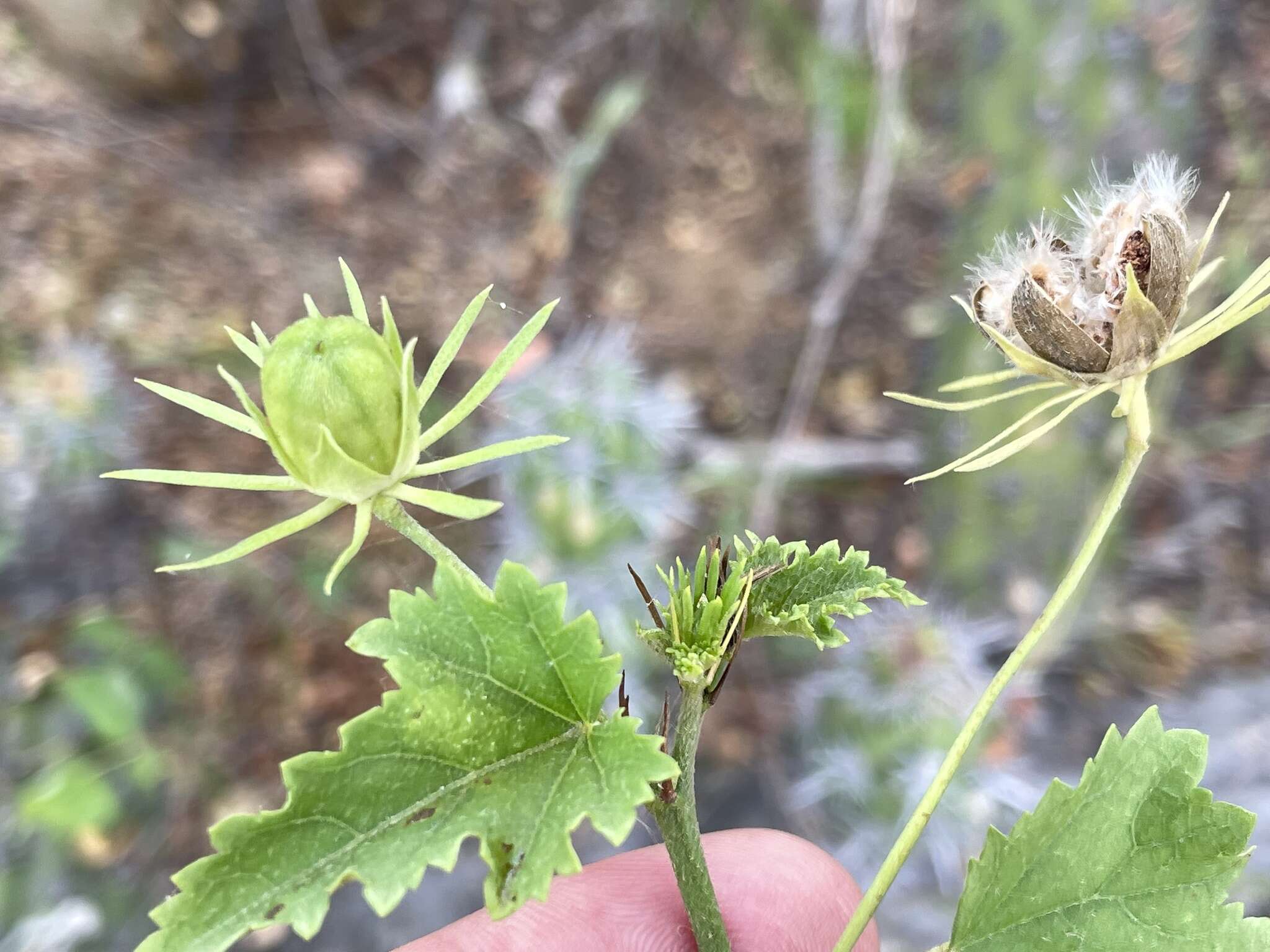 Sivun Hibiscus ribifolius A. Gray kuva