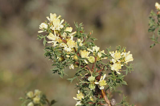 Image of Petrophile squamata R. Br.