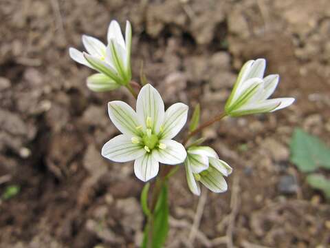 Image of Gagea triflora (Ledeb.) Schult. & Schult. fil.