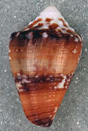 Image of Crown Cone