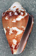 Image of Crown Cone