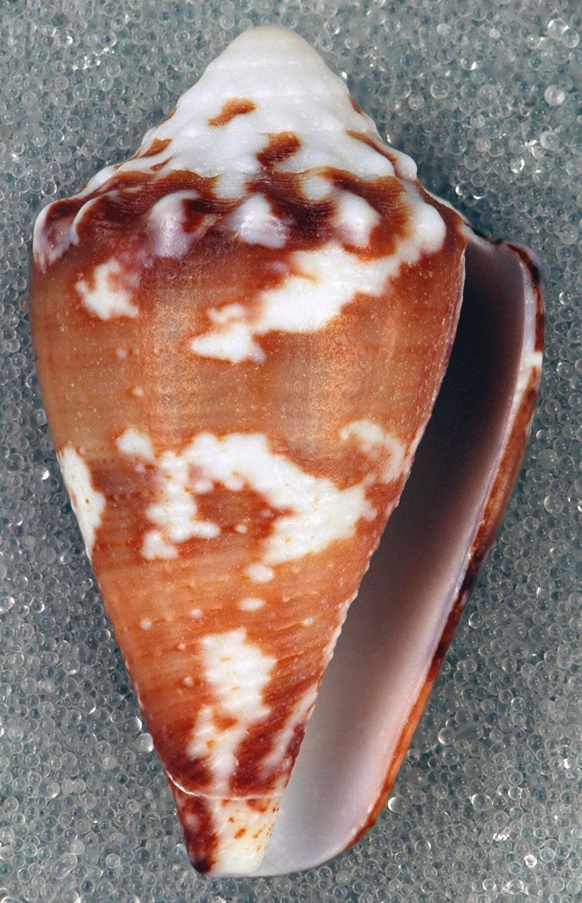 Image of Crown Cone