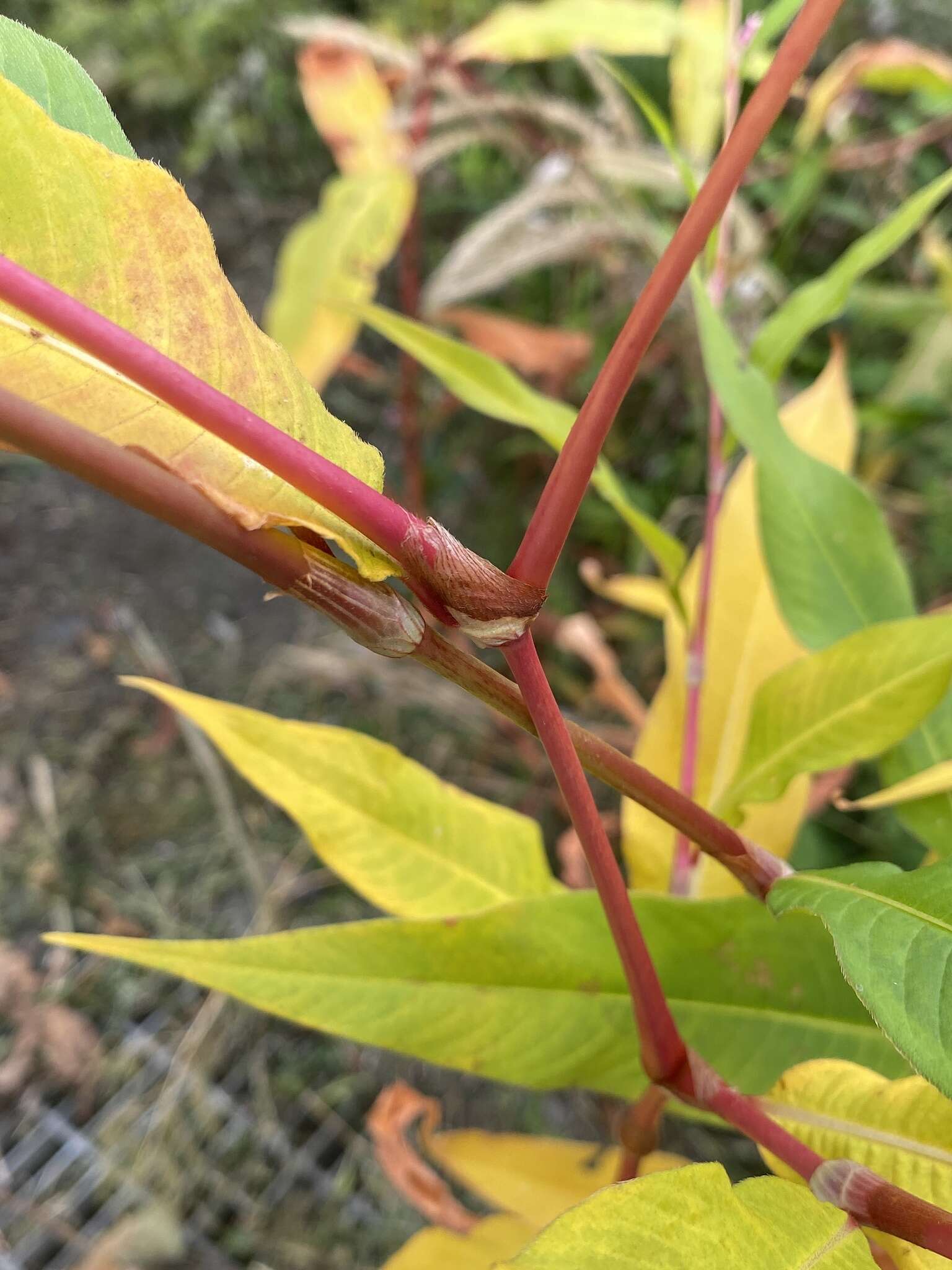 Sivun Persicaria extremiorientalis (Vorosh.) N. N. Tzvel. kuva