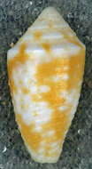 Image of Conasprella jaspidea (Gmelin 1791)