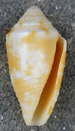 Image of Conasprella jaspidea (Gmelin 1791)