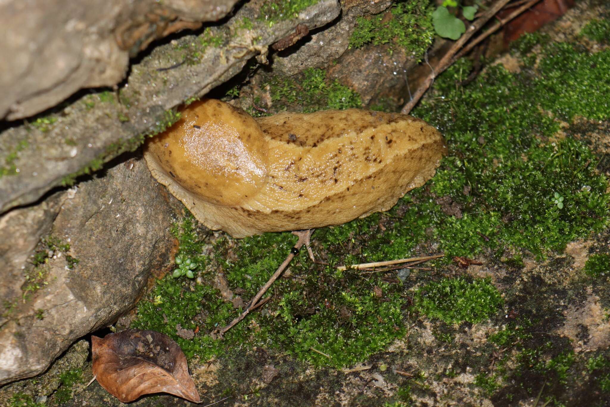 Image of Anadenus nepalensis Wiktor 2001