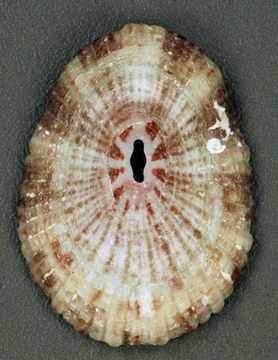 Image of <i>Fissurella fascicularis</i> Lamarck 1822