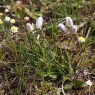 Image of Ixia versicolor G. J. Lewis