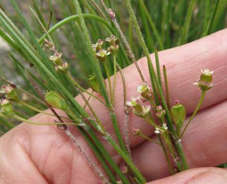 Image of Centella virgata var. virgata