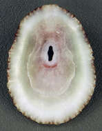 Image of Fissurella fascicularis Lamarck 1822