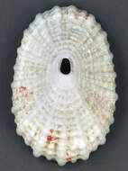 Image of Cayenne keyhole limpet