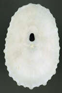 Image of Cayenne keyhole limpet