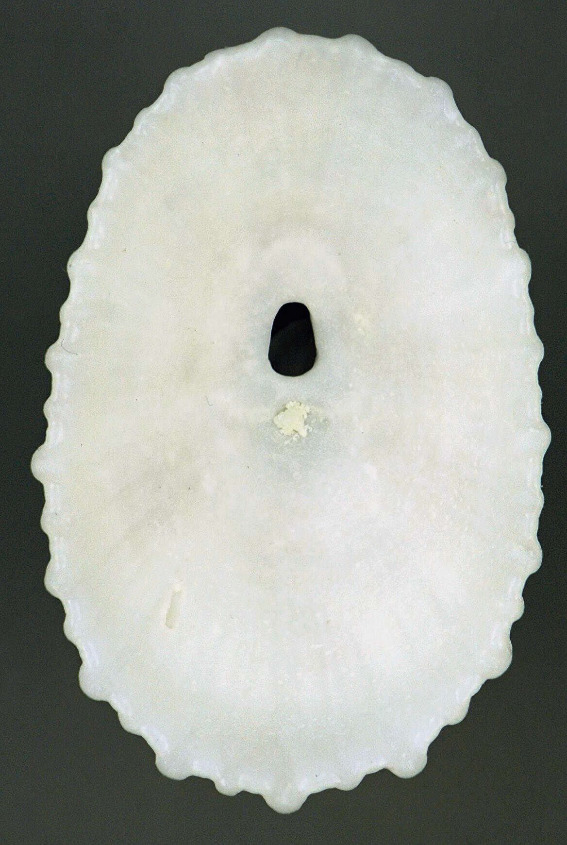 Image of Cayenne keyhole limpet