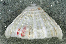 Image of Cayenne keyhole limpet