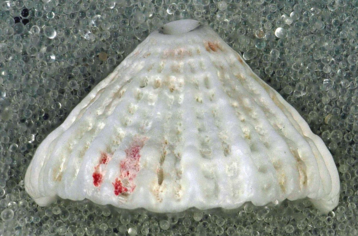 Image of Cayenne keyhole limpet