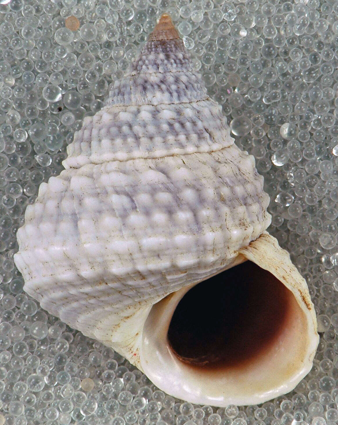 Image of Cenchritis muricatus (Linnaeus 1758)