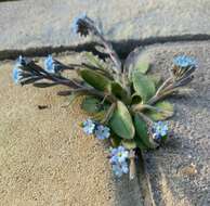 Plancia ëd Myosotis incrassata Guss.